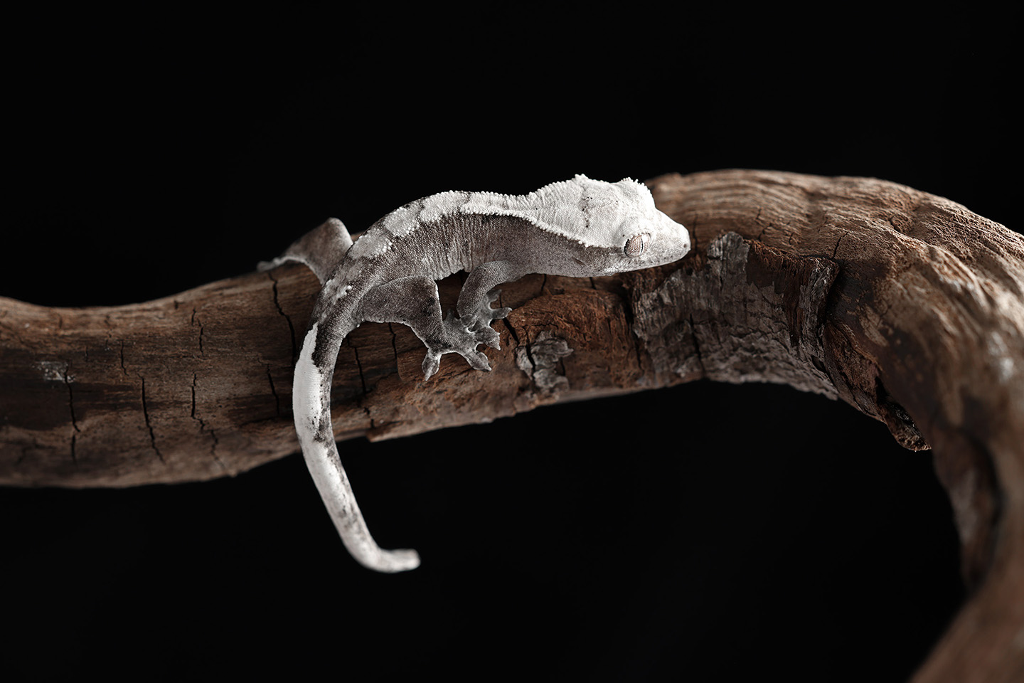 An axanthic crested gecko, lacking yellow pigmentation