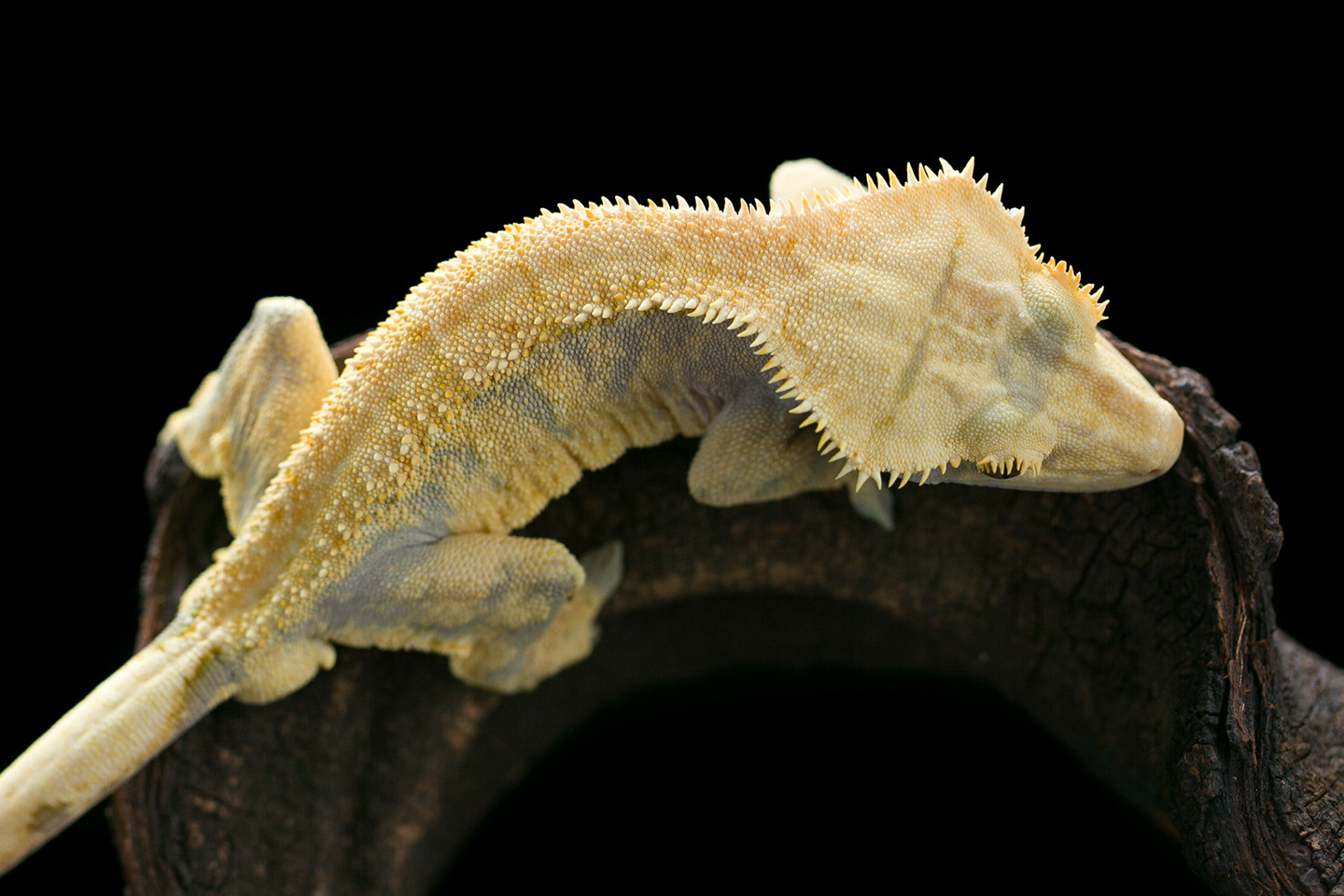 A harlequin crested gecko