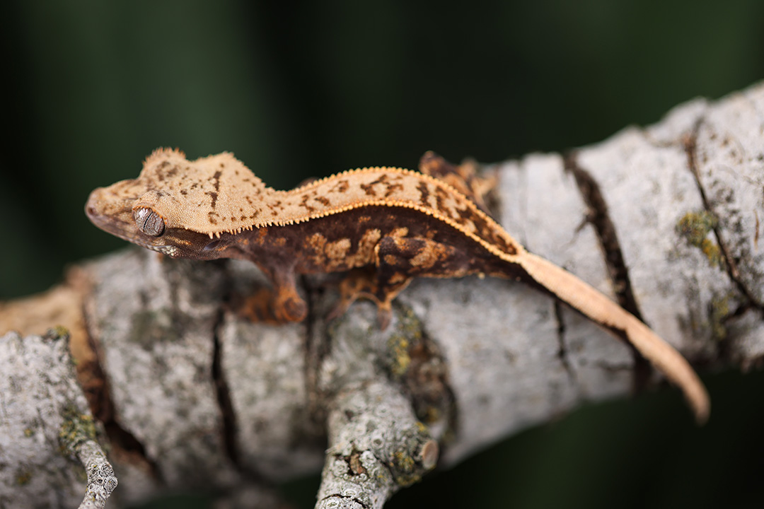 A juvenile pinstripe crested gecko (Correlophus ciliatus) perched on a lichen-covered branch, side profile.