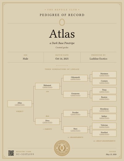 A sample Certificate of Pedigree showing a Crested gecko named Atlas with three generations of lineage